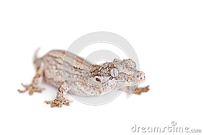 The gargoyle, New Caledonian bumpy gecko on white Stock Photo