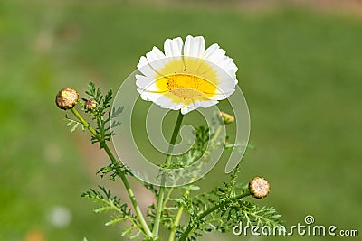 Garland chrysanthemum glebionis coronaria flower Stock Photo