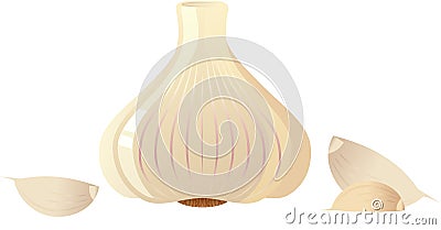 Garlic Vector Illustration