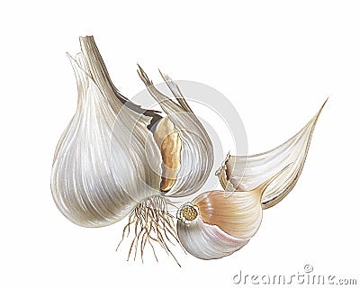 Garlic Cartoon Illustration