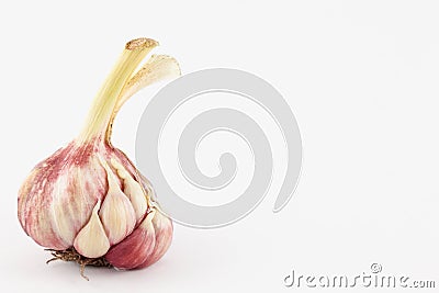 Garlic Allium sativum Stock Photo