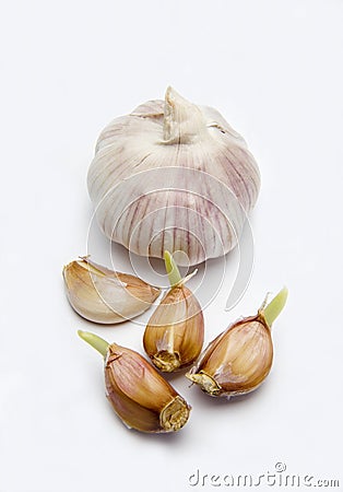 Garlic bulb with garlic cloves Stock Photo