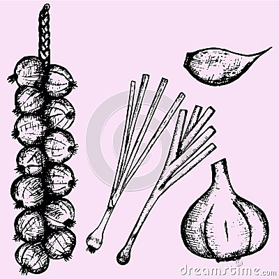 Garlic Vector Illustration