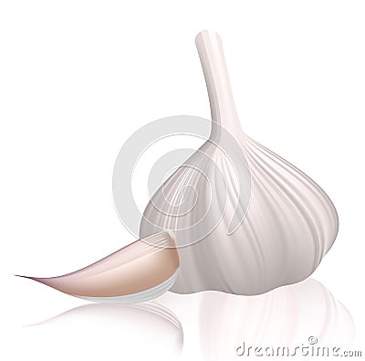 Garlic with clove. Vector Illustration