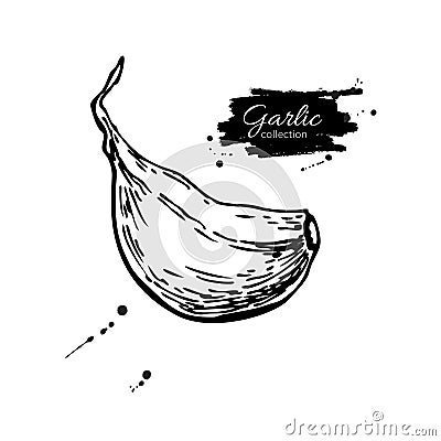 Garlic clove hand drawn vector illustration. Isolated Vegetable Vector Illustration