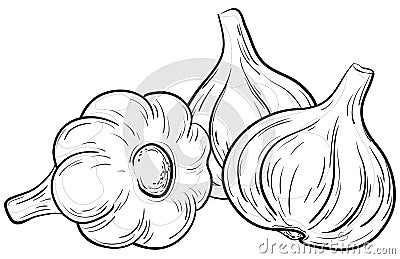 Garlic, contours Vector Illustration