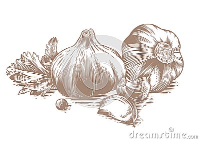 Garlic Vector Illustration