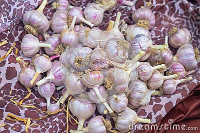 Garlic dries after pruning and harvesting under the warm rays of the sun Stock Photo