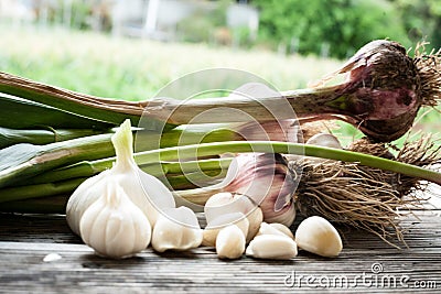 Garlic field Background garlic pieces Stock Photo