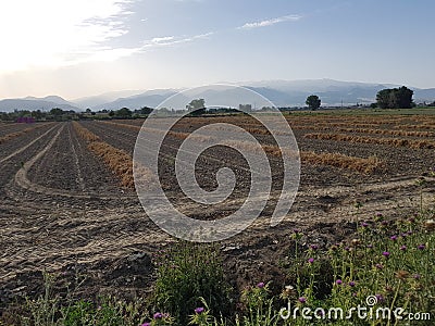 Garlic field in Granada with Sierra Nevada in the background Stock Photo