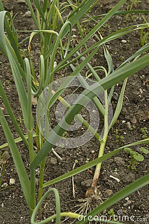 Garlic field Stock Photo