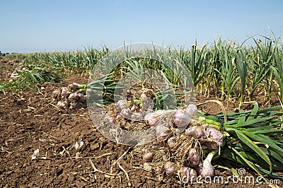 Garlic field Stock Photo
