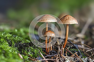 The Garlic Fungus Mycetinis scorodonius is an edible mushroom Stock Photo