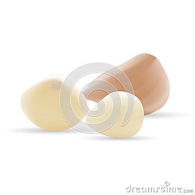 Garlic And Garlic Bulb Isolated On A White Background. Vector Illustration