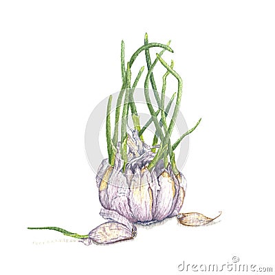 Garlic with green sprouts Vector Illustration