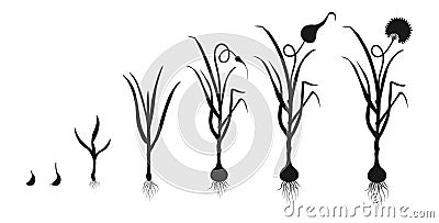 Garlic growth cycle. Black silhouette of development of bulbous plants. Infographic of growing seedlings from seeds Vector Illustration