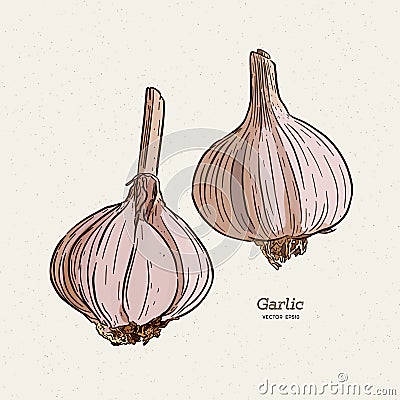 Garlic, hand draw sketch vector Vector Illustration