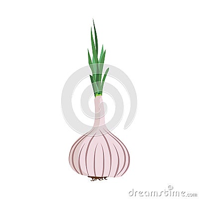 Garlic head isolated white bulb vector icon food illustration. Aromatic restaurant spice vegetarian nature top view Vector Illustration