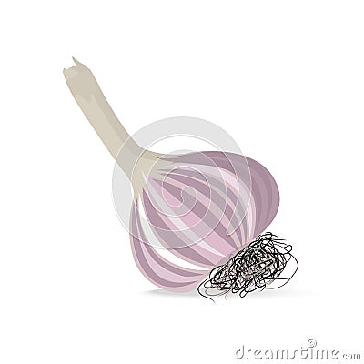 Garlic head with roots. Isolated vector object Vector Illustration