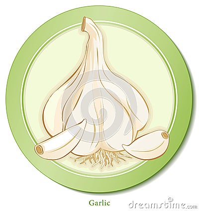 Garlic Herb Vector Illustration