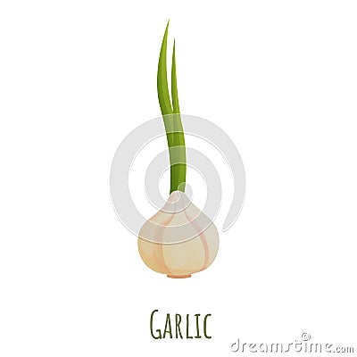 Garlic icon, cartoon style Vector Illustration