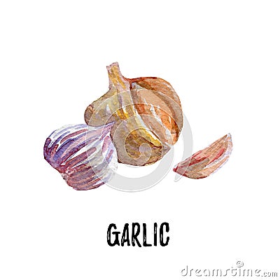 Garlic illustration. Hand drawn watercolor on white background. Cartoon Illustration