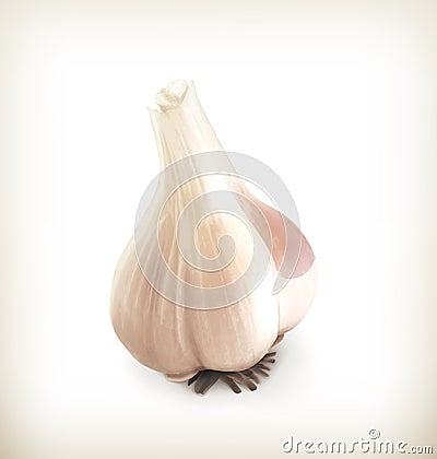 Garlic Vector Illustration