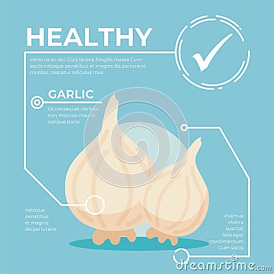 Garlic infographic vector Design, fresh vegetable Cartoon Illustration