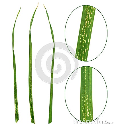 Garlic leaves attacked by allium leaf miner, Phyto Stock Photo