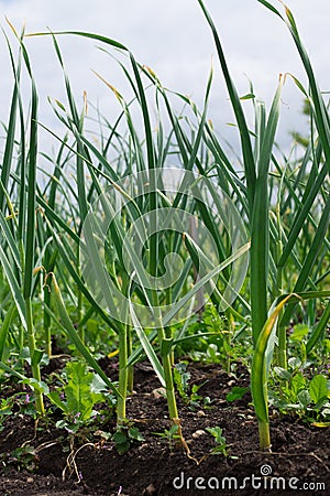 Garlic leaves growing in the garden. Stock Photo