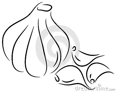 Garlic Vector Illustration