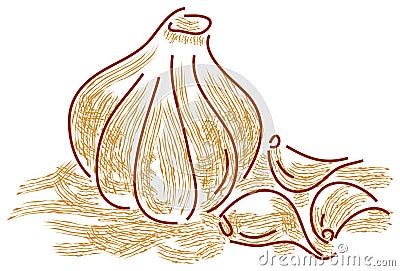 Garlic Vector Illustration