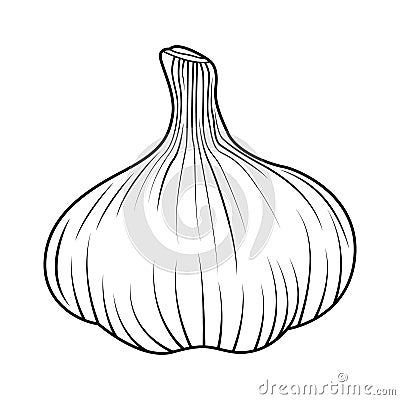 Garlic line drawing vector Vector Illustration