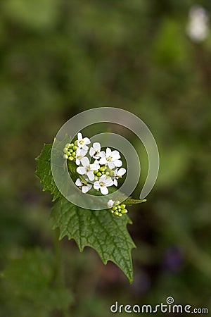 Garlic mustard blooming in a forest glade lit by the sun Stock Photo