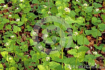 wild Garlic Mustard on forest floor in Spring Stock Photo