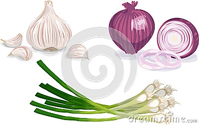 Garlic, Onion, Scallion Vector Illustration