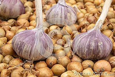 garlic and onions are fresh traditional vegetables. Large garlic and small onions. Stock Photo