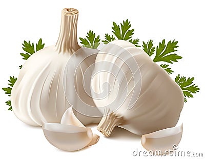 Garlic with parsley. Vector Illustration