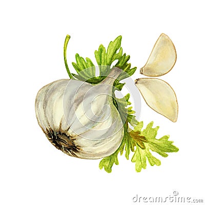 Garlic and parsley, watercolor illustration, set Cartoon Illustration