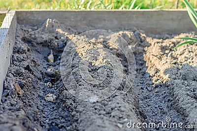 Garlic planted in the soil. Procedures necessary for the quality growth of garlic in the soil Stock Photo