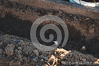 Garlic planted in the soil. Procedures necessary for the quality growth of garlic in the soil Stock Photo