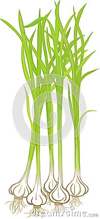 Garlic Plants Vector Illustration