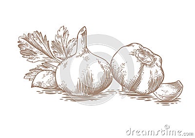 Garlic's heads, cloves and fresh parsley Vector Illustration