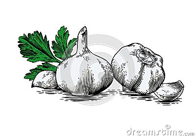 Garlic's heads, cloves and fresh parsley Vector Illustration