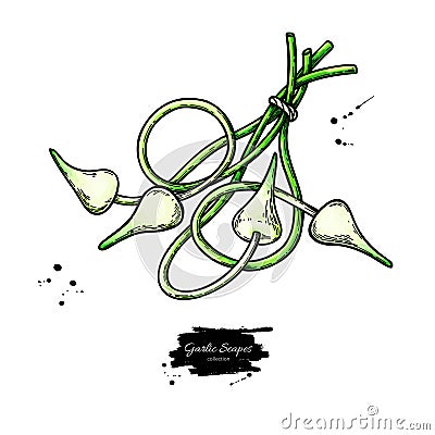 Garlic scapes hand drawn vector illustration. Isolated bunch sketch. Vegetable object. Vector Illustration