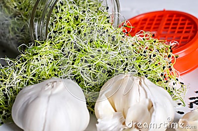 Garlic sprouts Stock Photo