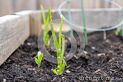 Garlic growing from a planted garlic clove, in a home garden planter Stock Photo