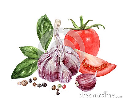 Garlic tomato basil black peppercorn composition watercolor painting isolated on white background Cartoon Illustration
