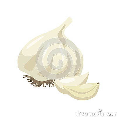 Garlic vector.Garlic illustration Vector Illustration