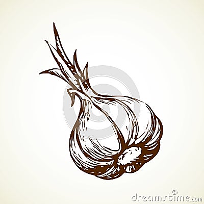 Garlic. Vector illustration Vector Illustration